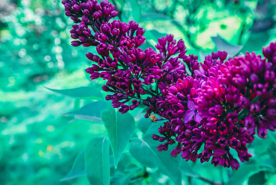 lilacs